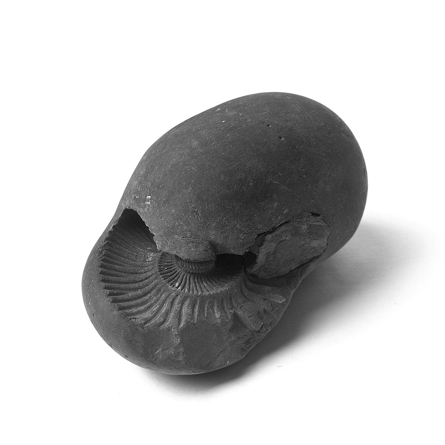 Original Kali Gandaki Vishnu Shaligram from Nepal River