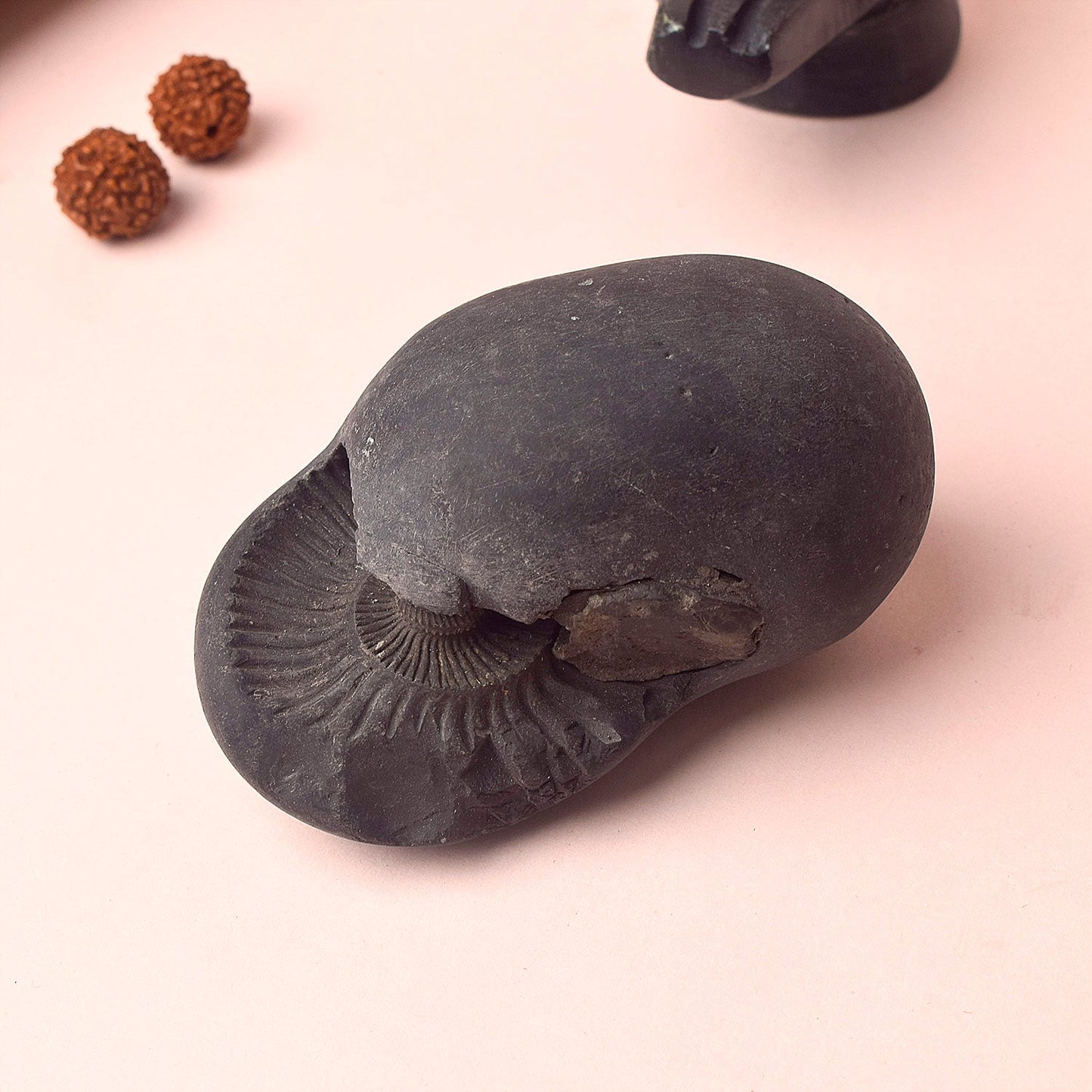 Original Kali Gandaki Vishnu Shaligram from Nepal River