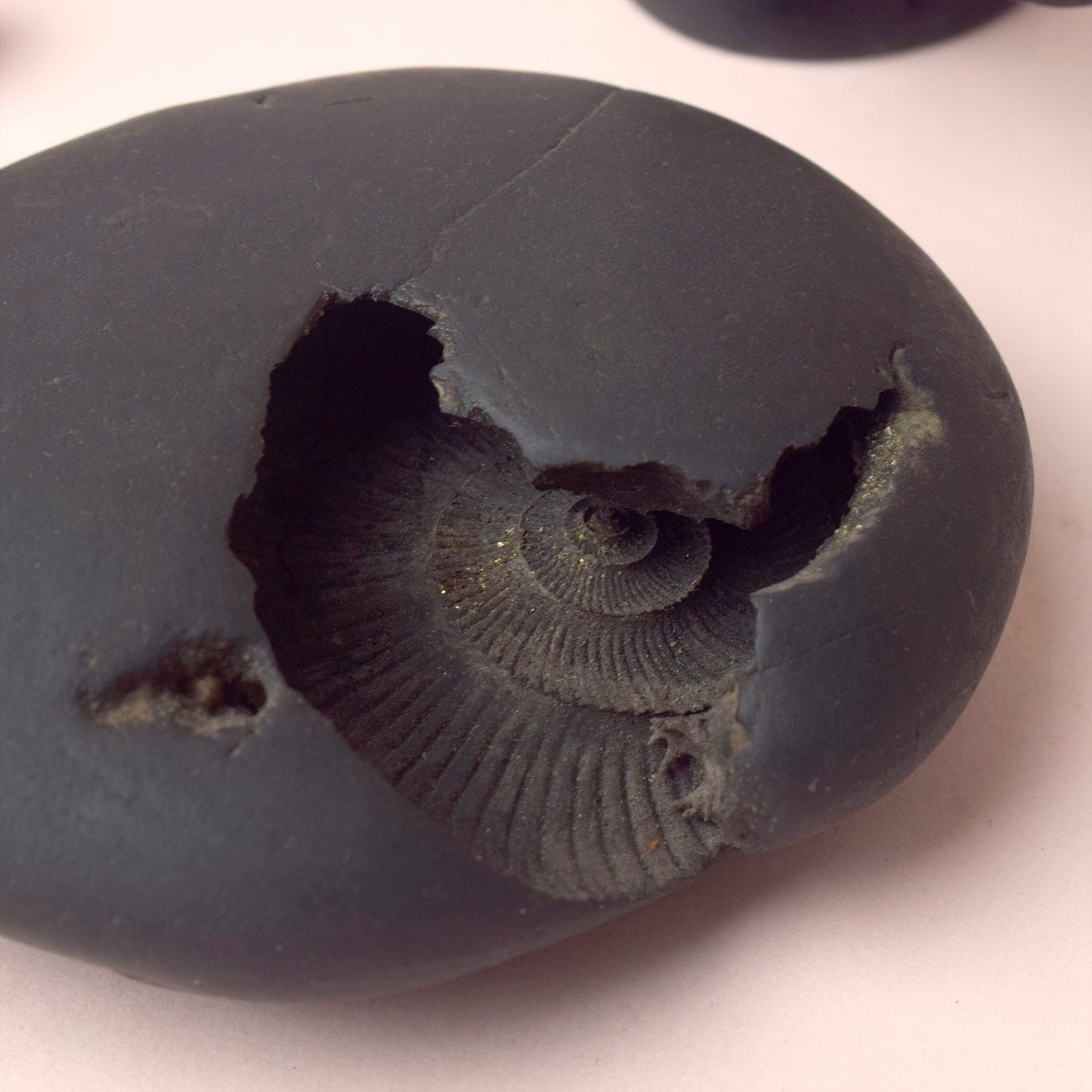 Original Kali Gandaki Vishnu Shaligram from Nepal River