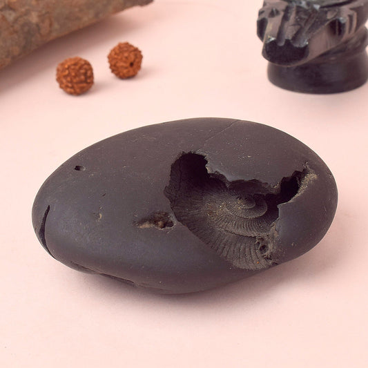 Original Kali Gandaki Vishnu Shaligram from Nepal River