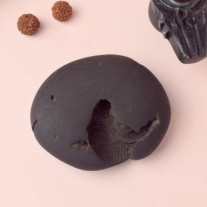 Original Kali Gandaki Vishnu Shaligram from Nepal River
