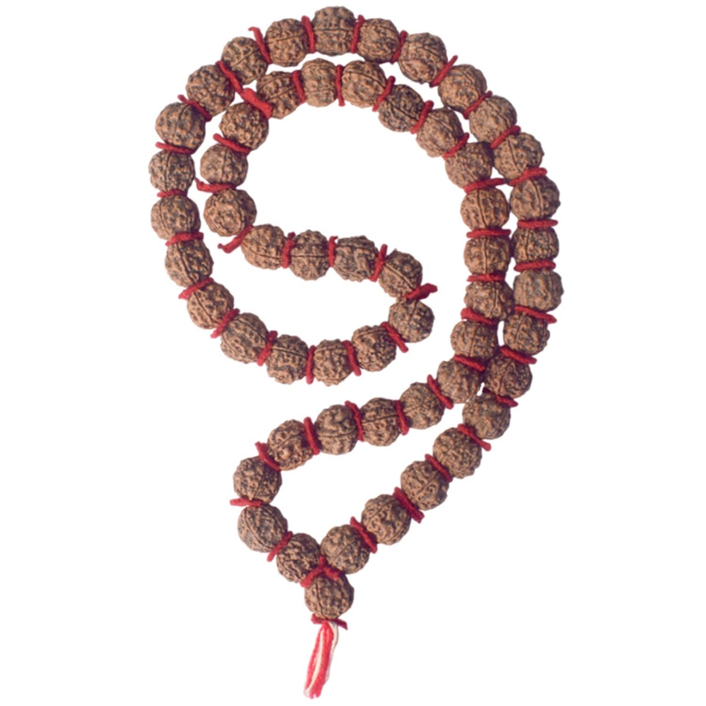 18mm 5 Mukhi Kanthi Pathriya Rudraksha Mala